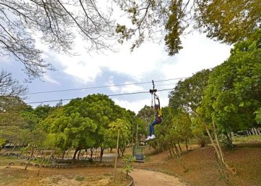 Flying Fox